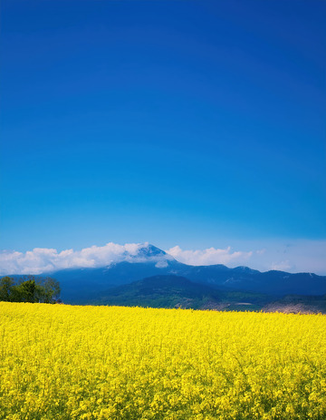 油菜花海连天，远山云雾添韵