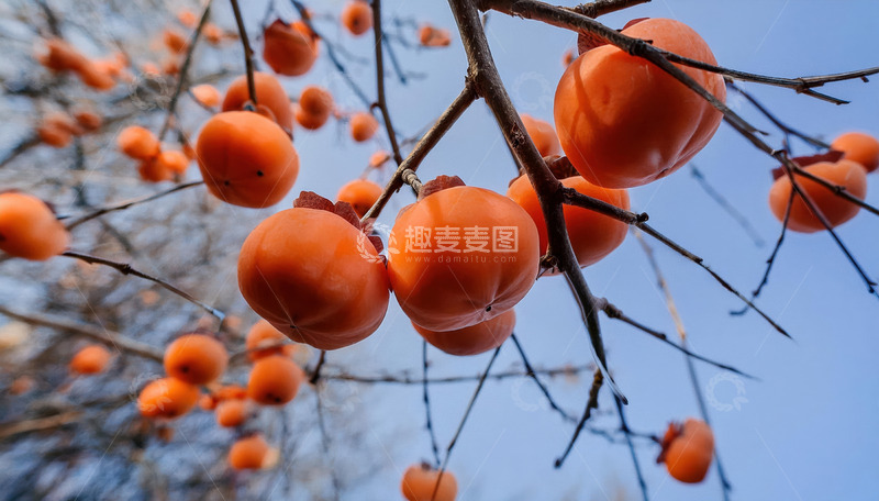 高清大图下载【趣麦麦图】蓝天映衬下的柿子满枝头