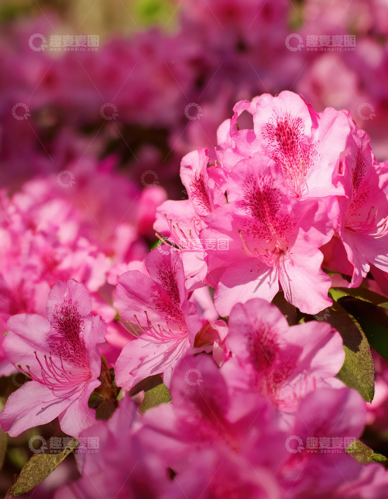 高清大图下载【趣麦麦图】-粉艳杜鹃簇绽，漫溢春日风情