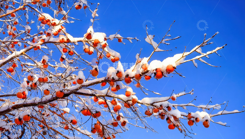 高清大图下载【趣麦麦图】红柿覆雪，冬日里的明艳景致