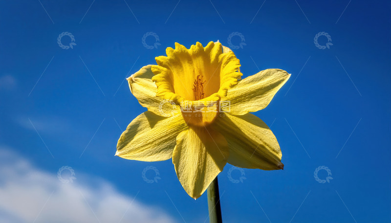 高清大图下载【趣麦麦图】黄水仙傲立蓝天，独绽明媚春光
