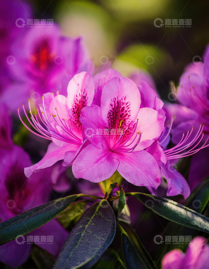 高清大图下载【趣麦麦图】艳粉杜鹃娇绽，尽显自然逸韵