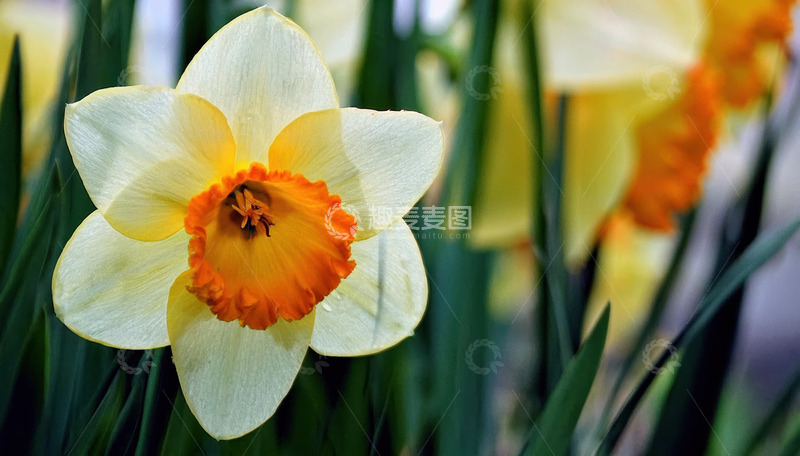 高清大图下载【趣麦麦图】黄蕊水仙娇绽，一抹春之烂漫