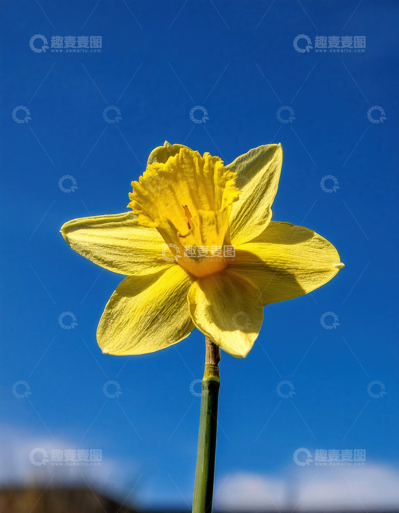 高清大图下载【趣麦麦图】黄水仙于蓝天绽放，独展风华