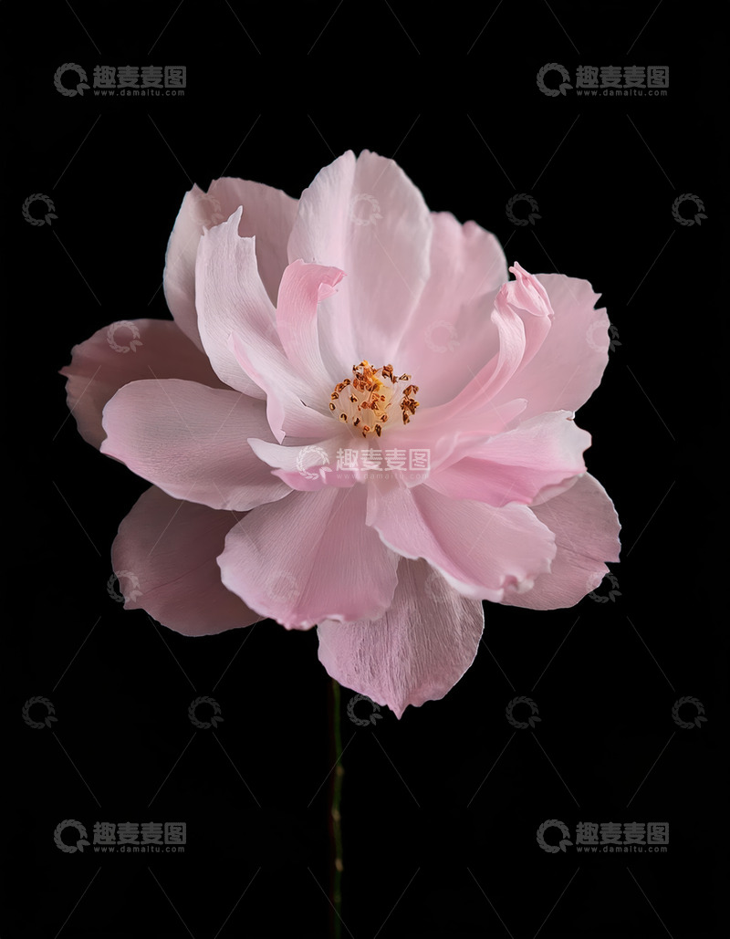 高清大图下载【趣麦麦图】粉花孤芳，于黑幕下展优雅风姿