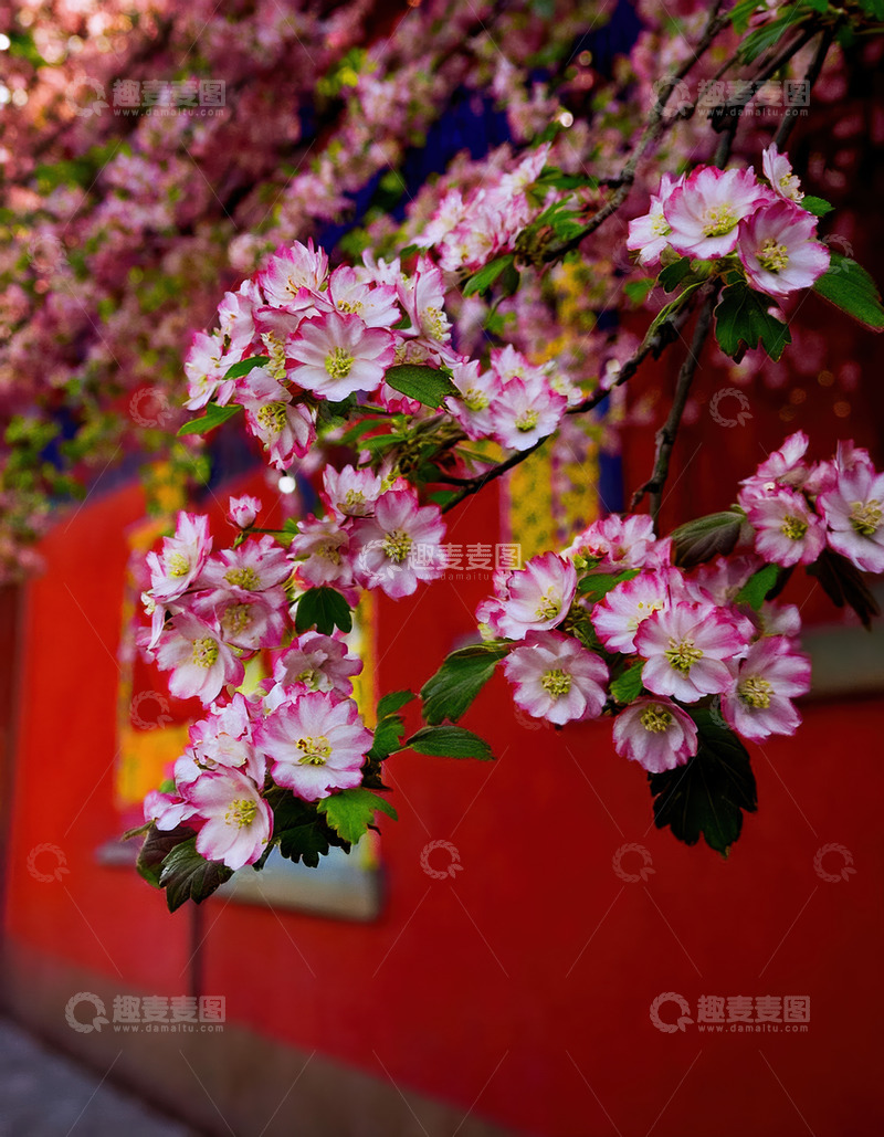 高清大图下载【趣麦麦图】粉花绽红墙，勾勒春日浪漫景致