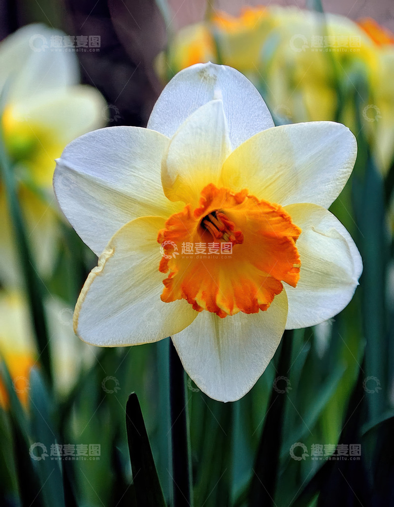 高清大图下载【趣麦麦图】白瓣黄芯水仙，独绽自然灵秀