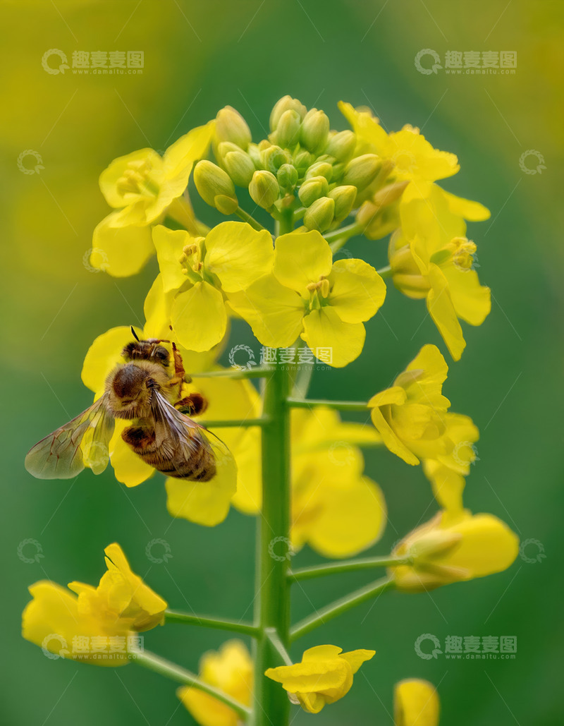 高清大图下载【趣麦麦图】蜜蜂穿梭油菜花间，尽显春之活力
