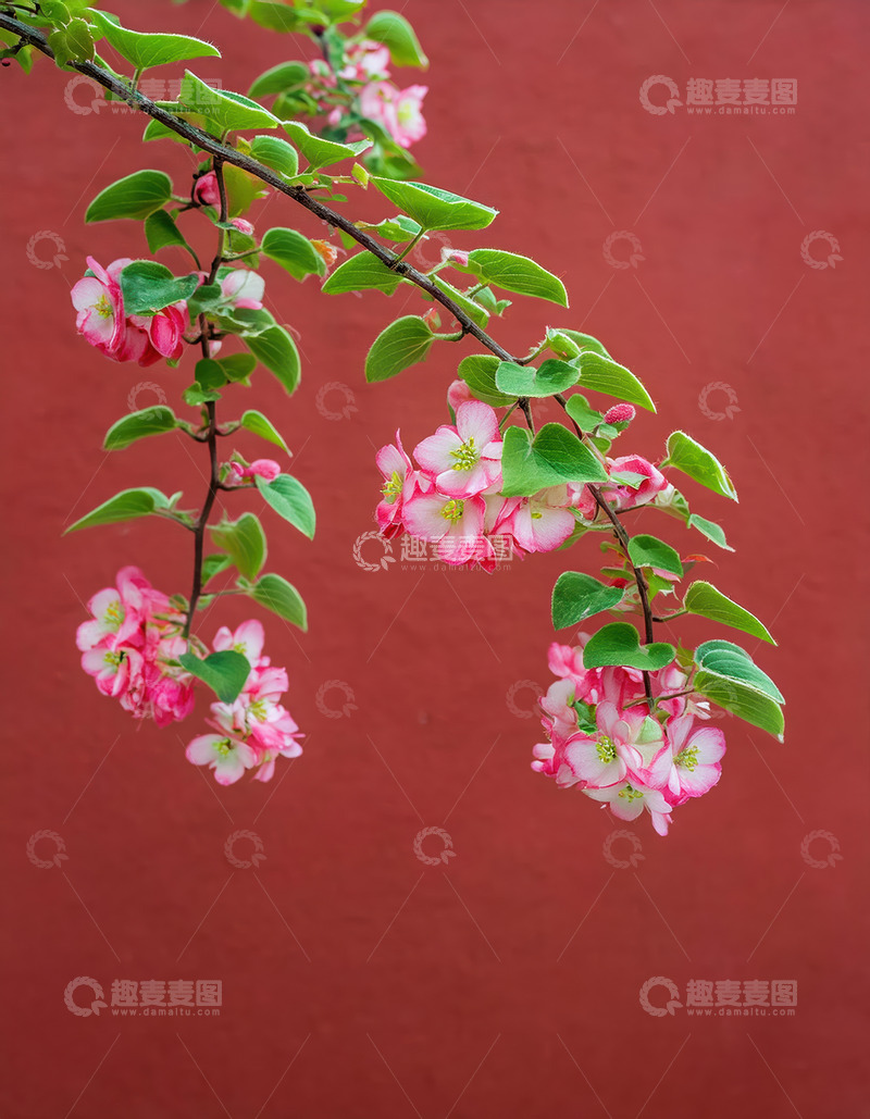 高清大图下载【趣麦麦图】粉花绿枝垂于红墙，春意盎然