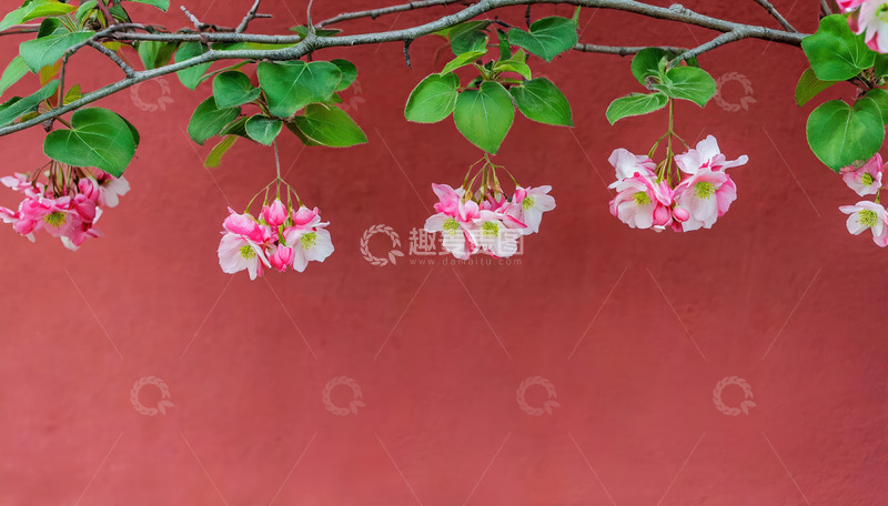高清大图下载【趣麦麦图】粉花垂枝映红墙，尽显春日风情