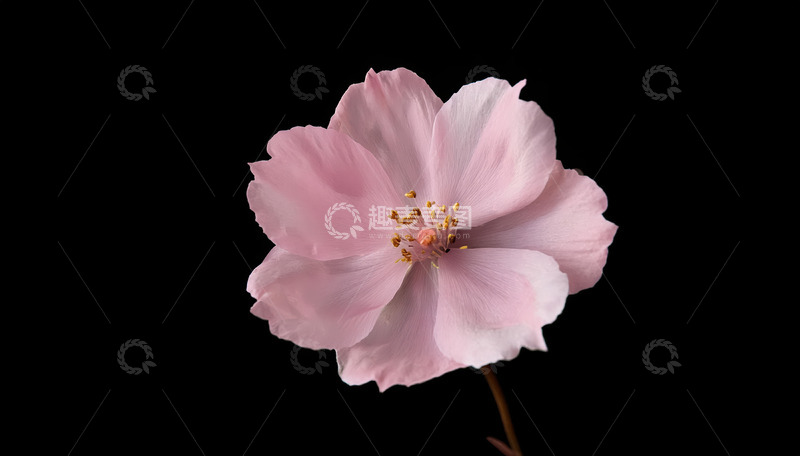 高清大图下载【趣麦麦图】粉花独绽黑幕，一抹温柔入眼