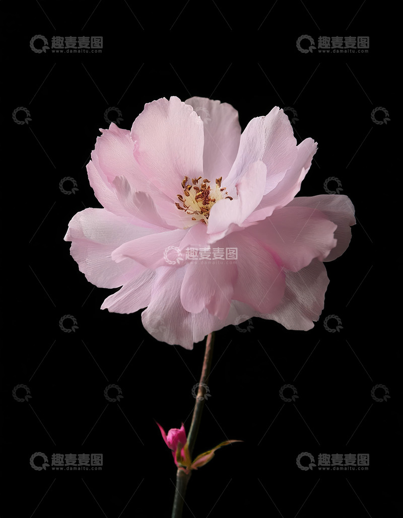 高清大图下载【趣麦麦图】粉花独绽，于黑幕间展温婉之美