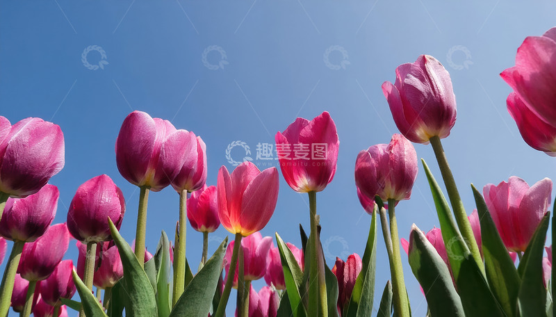 高清大图下载【趣麦麦图】蓝天映衬下粉郁金香绚丽绽放