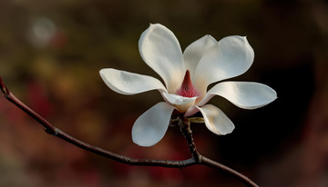 白玉兰单枝绽，一抹素艳映春光