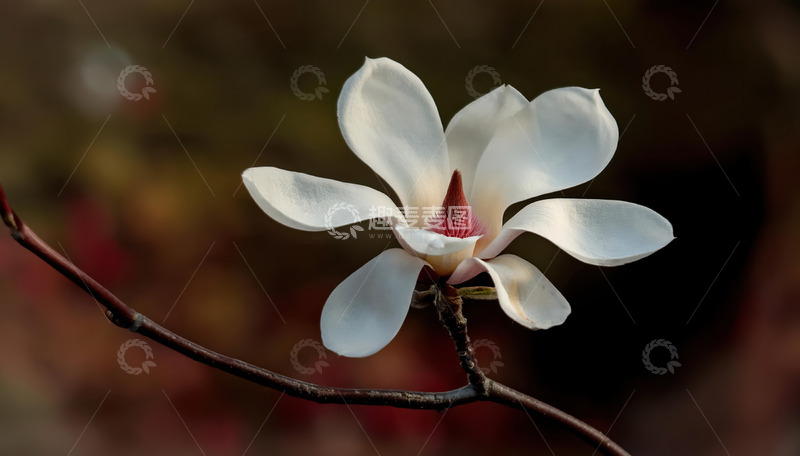 高清大图下载【趣麦麦图】白玉兰单枝绽，一抹素艳映春光
