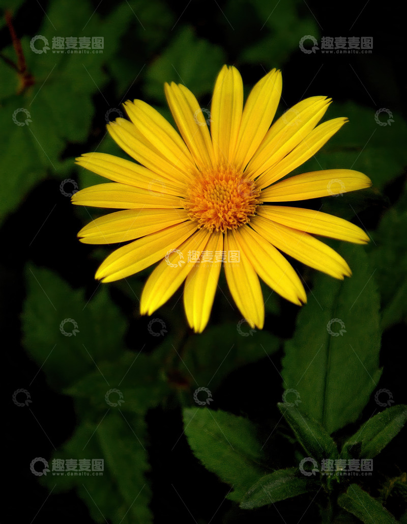 高清大图下载【趣麦麦图】单朵黄菊绽绿间，尽显清新之美