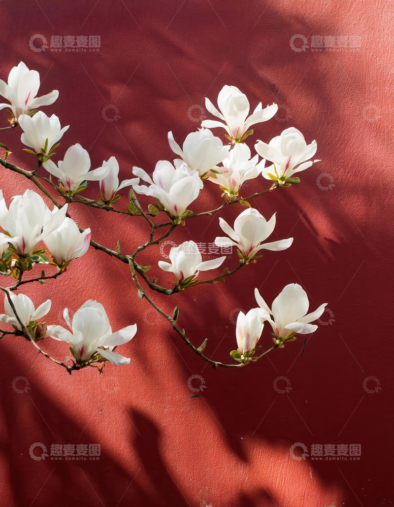 高清大图下载【趣麦麦图】白玉兰映红墙，光影间展雅韵