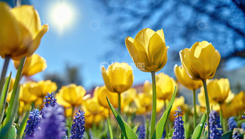 高清大图下载【趣麦麦图】黄郁金香与紫花共绘春日盛景