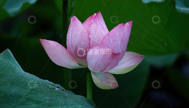 高清大图下载【趣麦麦图】粉荷带露，盈盈绽放展娇妍
