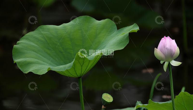 高清大图下载【趣麦麦图】荷叶伴荷苞，夏日荷塘清幽景