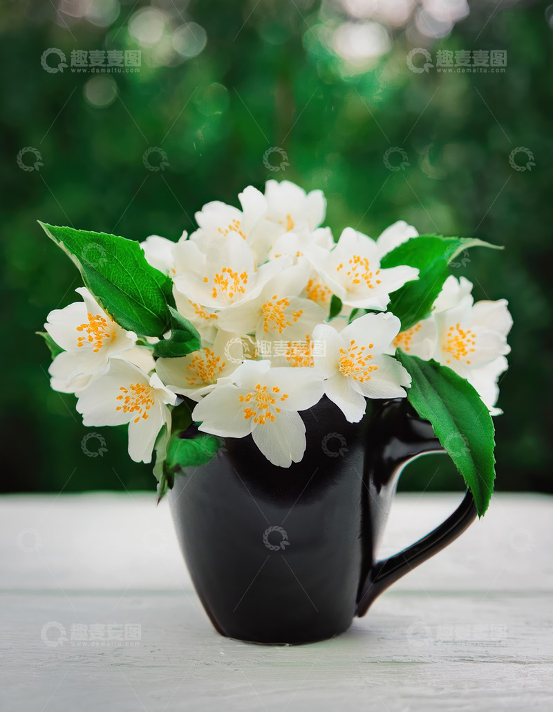 高清大图下载【趣麦麦图】黑杯中的茉莉花，清新自然之美
