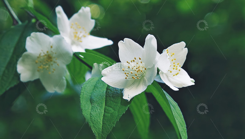 高清大图下载【趣麦麦图】绿叶间绽放的清雅茉莉花