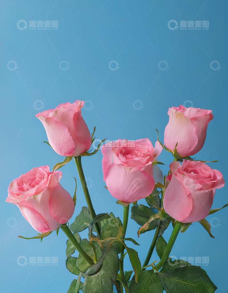 高清大图下载【趣麦麦图】粉玫瑰映蓝天，娇俏柔美绽芳华