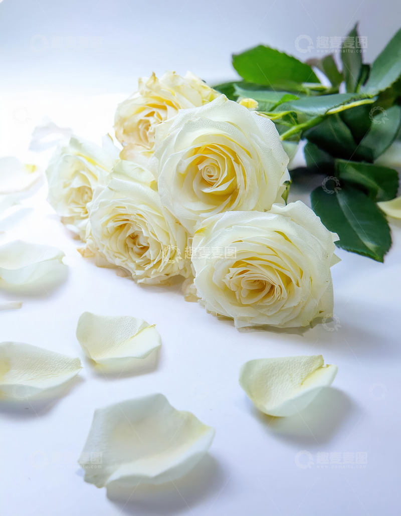 高清大图下载【趣麦麦图】白玫瑰静绽，花瓣散落显温柔