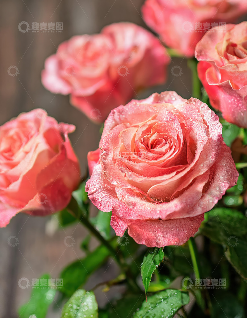 高清大图下载【趣麦麦图】粉玫瑰凝露，柔美烂漫绽芳泽