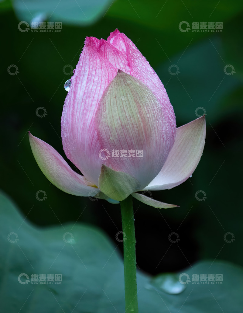 高清大图下载【趣麦麦图】粉荷凝珠，含苞待放显娇态