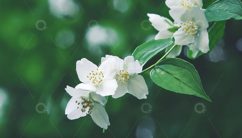 高清大图下载【趣麦麦图】绿叶衬茉莉花，尽显清新之态