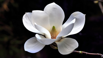 白玉兰独绽，清雅风姿入眼眸