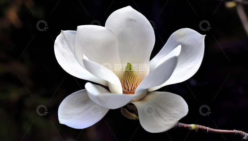 白玉兰独绽，清雅风姿入眼眸