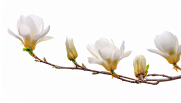 白玉兰枝俏，素瓣琼花映春朝