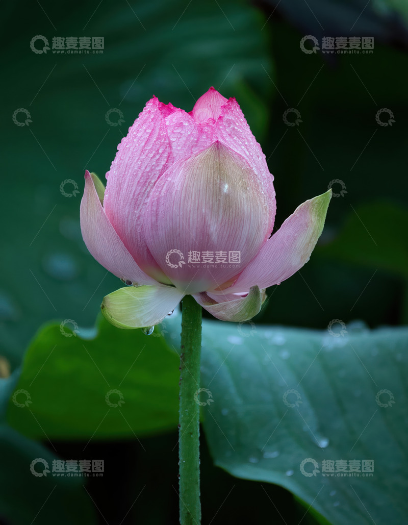 高清大图下载【趣麦麦图】粉荷含露，娇俏初绽展清韵