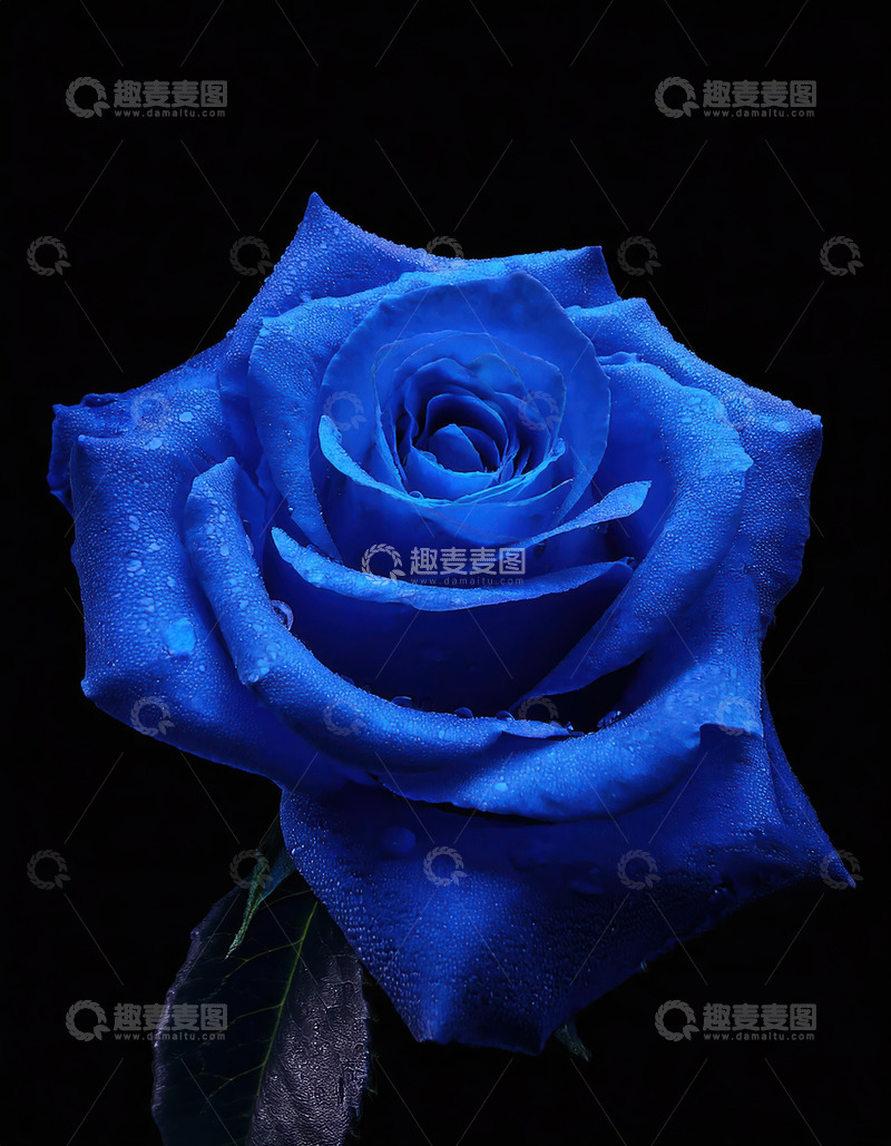 高清大图下载【趣麦麦图】蓝玫瑰凝露，神秘冷艳绽芳姿