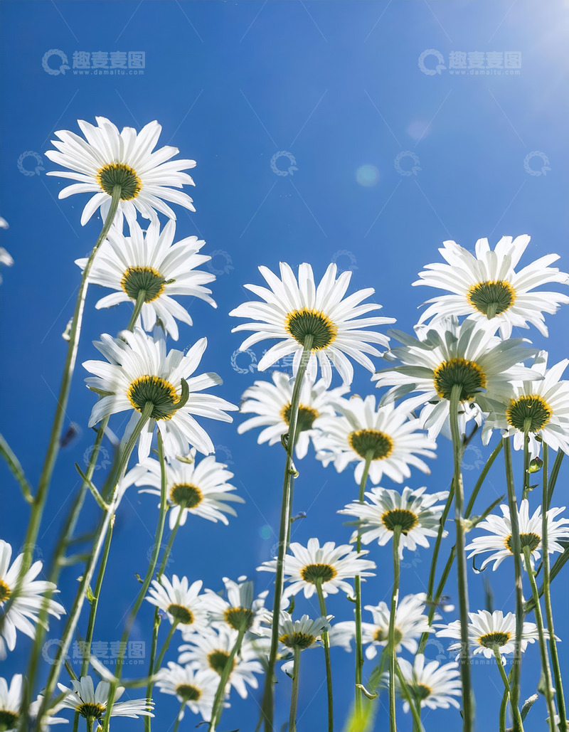 高清大图下载【趣麦麦图】雏菊向阳绽，蓝天之下展烂漫