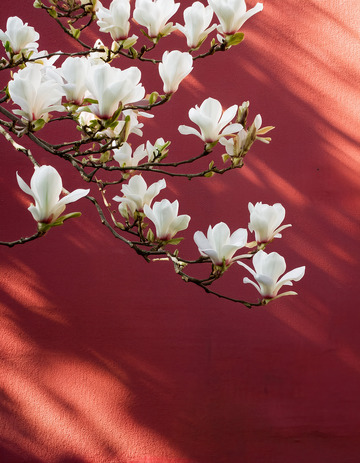 白玉兰映红墙，繁花光影共成诗