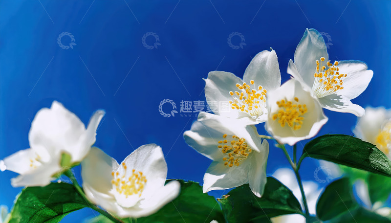 高清大图下载【趣麦麦图】蓝天下绽放的清新茉莉花