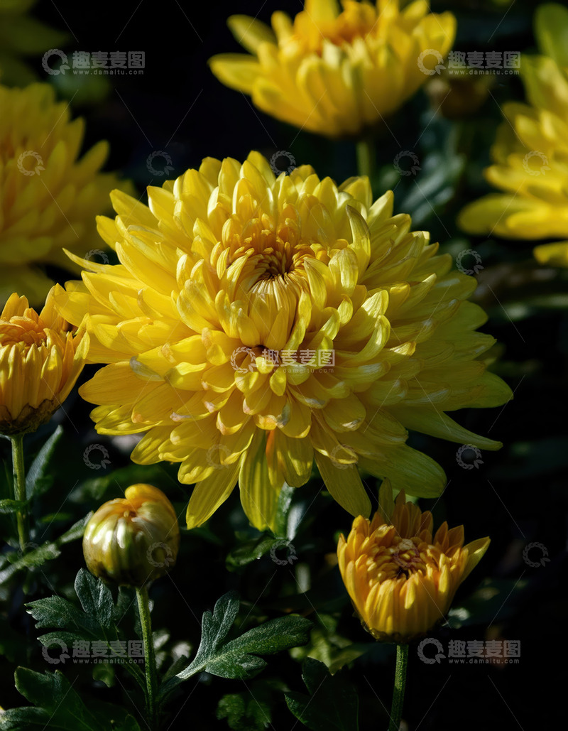 高清大图下载【趣麦麦图】黄菊盛放，尽显蓬勃生机之美
