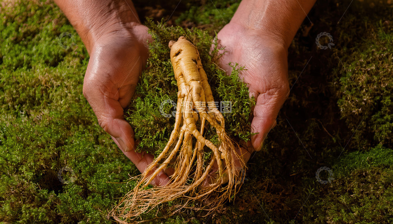 高清大图下载【趣麦麦图】双手呵护下的珍贵人参