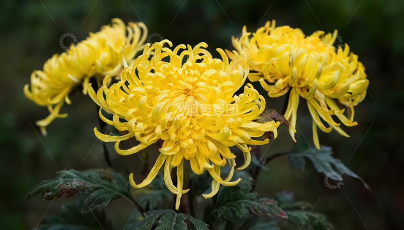 高清大图下载【趣麦麦图】-金丝黄菊盛放，尽显优雅风姿