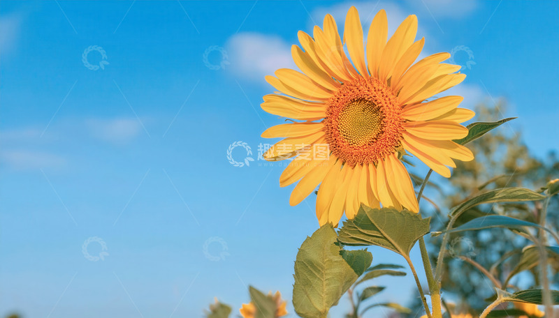 高清大图下载【趣麦麦图】蓝天映衬下的单株向日葵