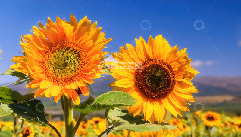 高清大图下载【趣麦麦图】阳光下灿烂绽放的两株向日葵
