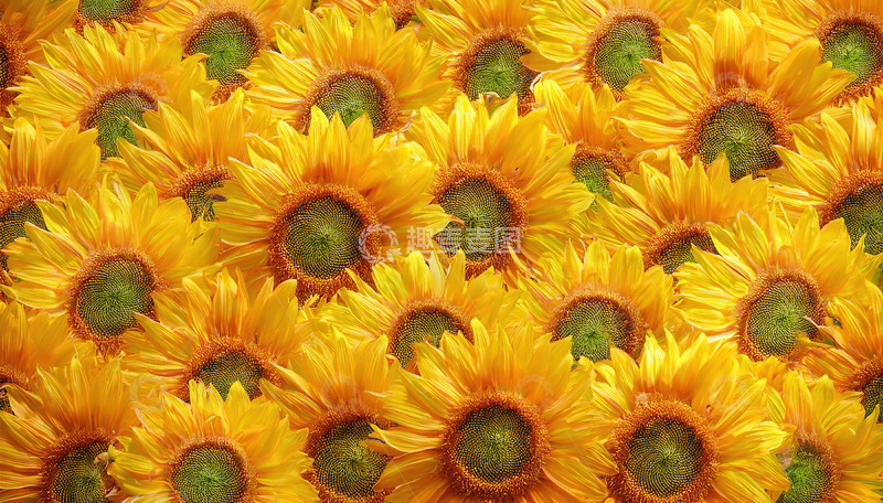 高清大图下载【趣麦麦图】密集绽放的灿烂向日葵花海