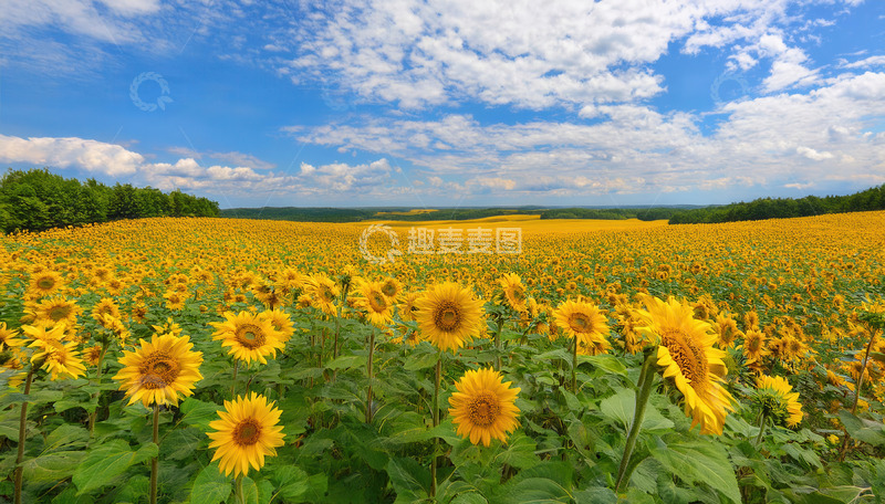 高清大图下载【趣麦麦图】蓝天白云下绚烂的向日葵花海
