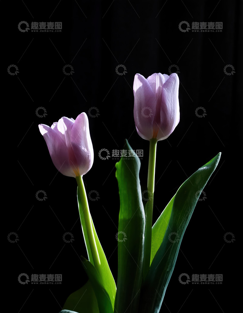 高清大图下载【趣麦麦图】黑幕前双株淡紫郁金香优雅静立