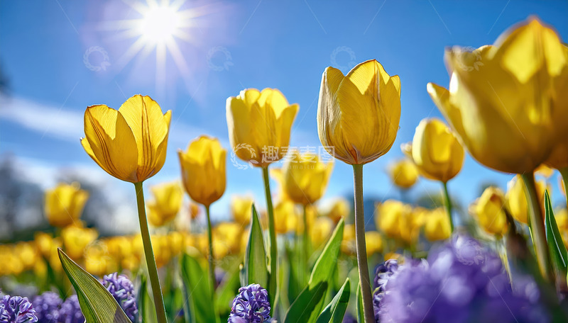 高清大图下载【趣麦麦图】阳光下黄郁金香与紫花共绽