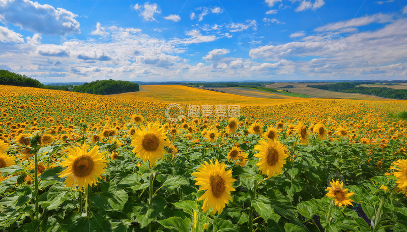 高清大图下载【趣麦麦图】蓝天之下灿烂的向日葵花田