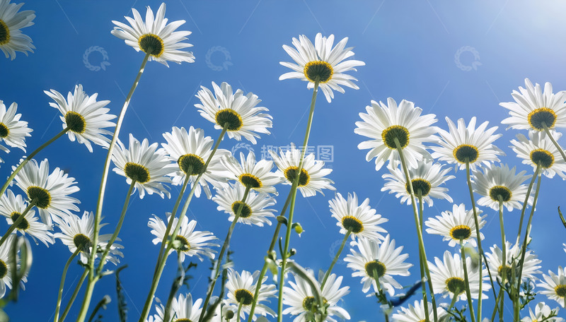 高清大图下载【趣麦麦图】雏菊向阳开，蓝天映衬显烂漫